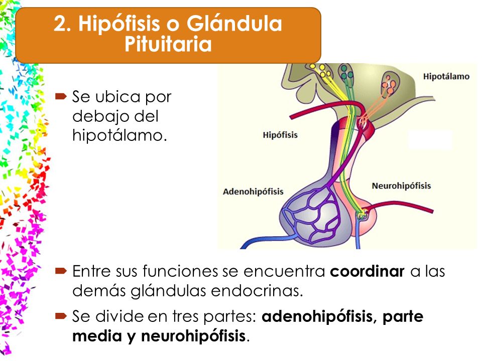 cual es la funcion de la hipofisis o glandula pituitaria